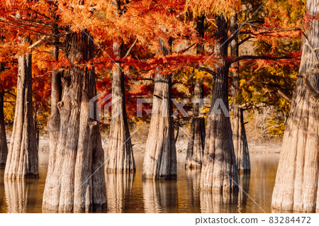 Taxodium distichum with red needles. Autumnal swamp cypresses on lake with reflection. 83284472