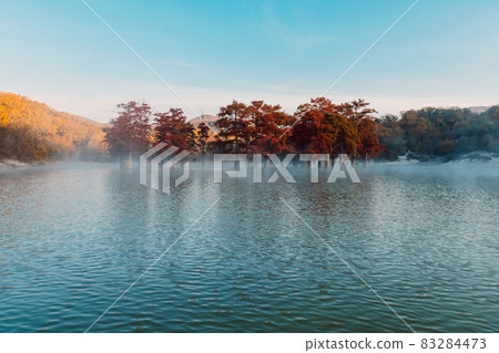 Taxodium distichum with red needles. Autumnal swamp cypresses at the lake with fog 83284473