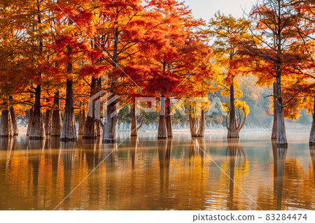 Taxodium distichum with red needles in Sukko, Russia. Autumnal swamp cypresses on lake with reflection. 83284474