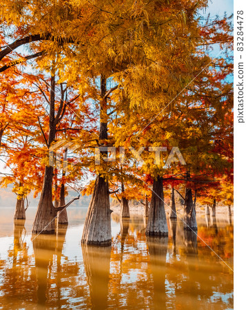 Taxodium distichum with red needles. Autumnal swamp cypresses on lake with reflection. 83284478