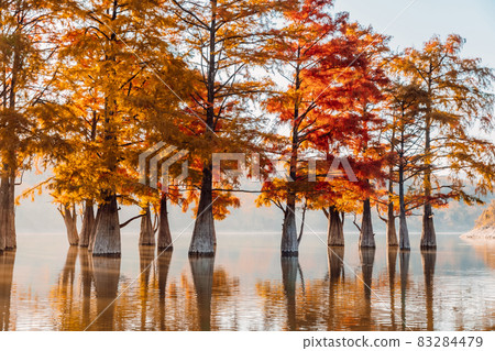 Taxodium distichum with red needles. Autumnal swamp cypresses on lake with reflection. 83284479