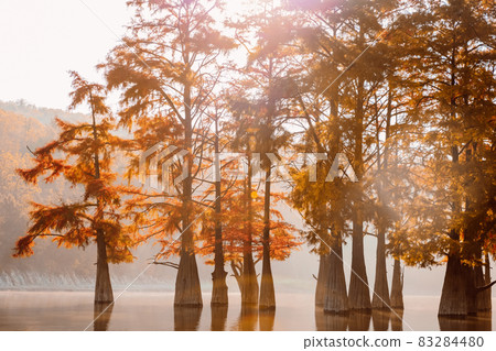 Taxodium distichum with red needles in Sukko, Russia. Autumnal swamp cypresses on lake with reflection. 83284480