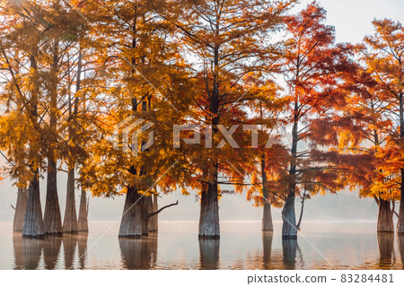 Taxodium distichum with red needles. Autumnal swamp cypresses on lake with reflection. 83284481