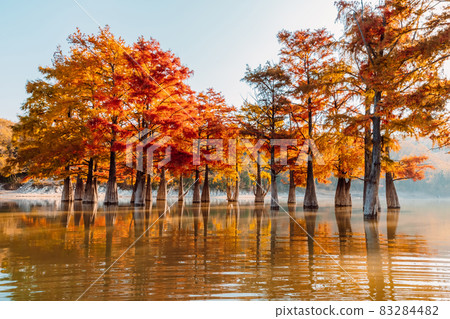 Taxodium with red needles in Sukko, Russia. Autumnal swamp cypresses on lake with reflection. 83284482