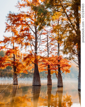 Taxodium with red needles in Sukko, Russia. Autumnal swamp cypresses on lake with reflection. 83284483