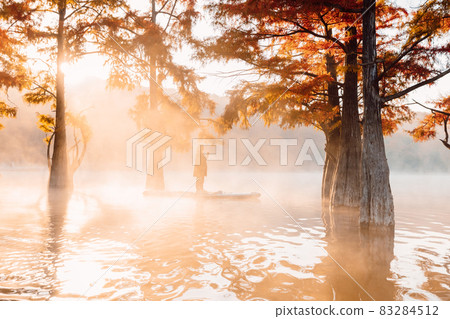 Woman on paddle board at lake with fog and autumnal Taxodium distichum trees 83284512
