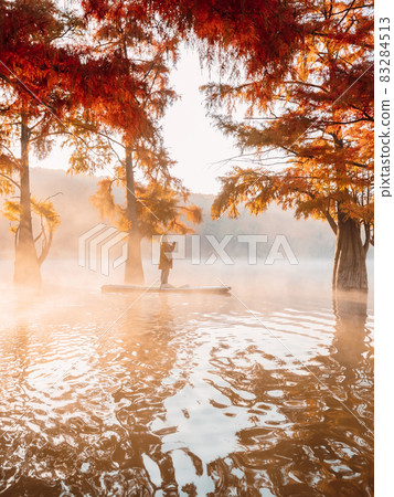 Woman on paddle board at lake with fog and autumnal Taxodium distichum trees 83284513