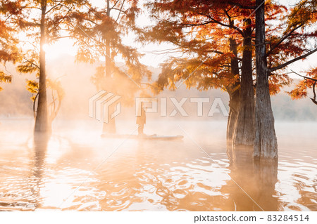 Woman on paddle board at lake with fog and autumnal Taxodium distichum trees 83284514