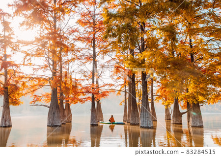Woman relax on SUP board at quiet lake with Taxodium distichum trees in autumn and morning light 83284515