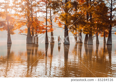Traveller woman on paddle board at the lake with Taxodium distichum trees in autumn 83284516