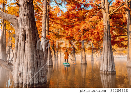 Traveller woman on paddle board at the lake with Taxodium distichum trees in autumn Traveller woman on paddle board at the lake with Taxodium distichum trees in autumn 83284518