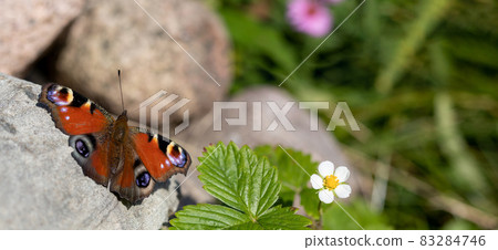 Peacock Butterfly. Peacock Butterfly. 83284746