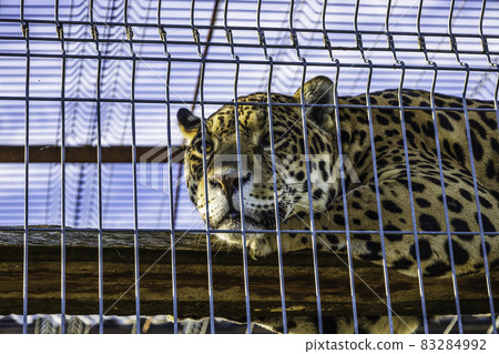 the portrait of a leopard resting in the cage of a zoo the portrait of a leopard resting in the cage of a zoo 83284992