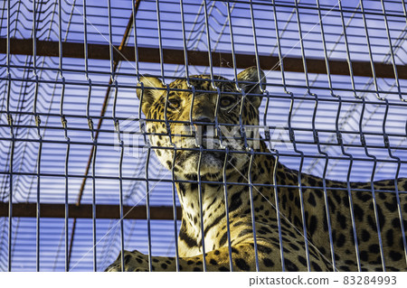 the portrait of a leopard resting in the cage of a zoo the portrait of a leopard resting in the cage of a zoo 83284993