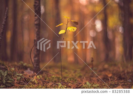 small tree with yellow leaves in an autumn forest small tree with yellow leaves in an autumn forest 83285388