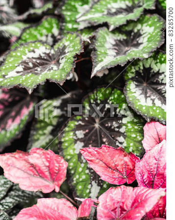 Various begonia plants colorful leaves background full screen view. Natural leaves background Various begonia plants colorful leaves background full screen view. Natural leaves background 83285700