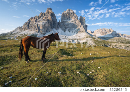 Wild horse on the meadow with Tre Cime di Lavaredo peacks in background- Dolomites, Italy Wild horse on the meadow with Tre Cime di Lavaredo peacks in background- Dolomites, Italy 83286243