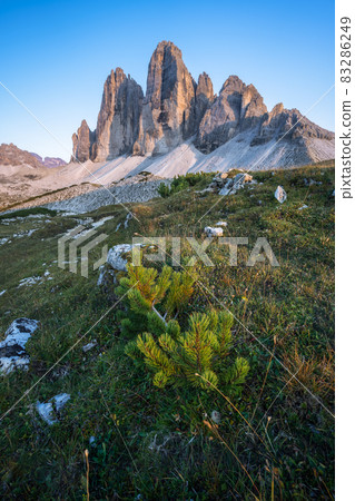 Drei Zinnen or Tre Cime di Lavaredo with beautiful jung pine tree in foreground, Sextener Dolomiten or Dolomiti di Sesto, South Tirol, Italian Alps Drei Zinnen or Tre Cime di Lavaredo with beautiful jung pine tree in foreground, Sextener Dolomiten or Dolomiti di Sesto, South Tirol, Italian Alps 83286249