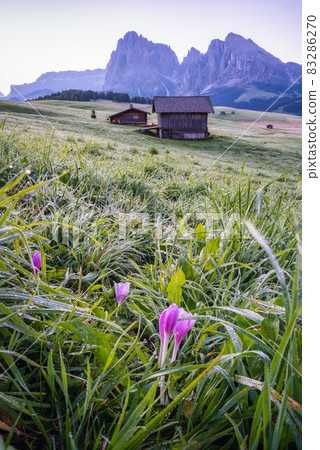 Morning landscape of Alpe di Siusi, Dolomites mountains, Italy 83286270