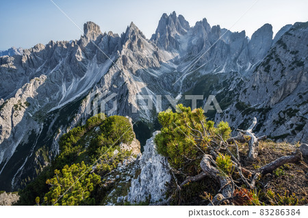 A breathtaking view of the mountain Cadini di Misurina in the Italian Alps, Dolomites. Mountain pine tree on foreground 83286384