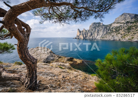 Relict pine on a rocky seashore. Cape Kapchik, Noviy Svet, Crimea Relict pine on a rocky seashore. Cape Kapchik, Noviy Svet, Crimea 83286517