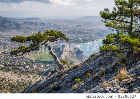 Mountain pines on the slope of mount Sokol Falcon in Republic of Crimea. Back sea Mountain pines on the slope of mount Sokol Falcon in Republic of Crimea. Back sea 83286524