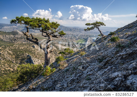 Mountain pines on the slope of mount Sokol Falcon in Republic of Crimea. Back sea 83286527