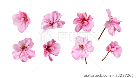 Set of pink geranium flowers isolated Set of pink geranium flowers isolated 83287265