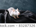 White funny decorative home rat sniffs the area on a gray plaid. 83287326