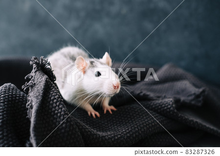 White funny decorative home rat sniffs the area on a gray plaid. 83287326
