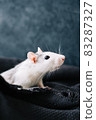 White funny decorative home rat sniffs the area on a gray plaid. 83287327