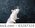 White funny decorative home rat isolated on dark background. 83287328