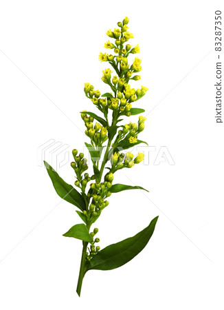 Small sprig of goldenrod (Solidago) flowers and buds with green leaves isolated Small sprig of goldenrod (Solidago) flowers and buds with green leaves isolated 83287350