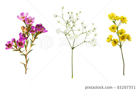 Set of small sprigs of yellow flowers of berberis thunbergii, pink chamelaucium and white gypsophila isolated Set of small sprigs of yellow flowers of berberis thunbergii, pink chamelaucium and white gypsophila isolated 83287351