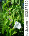Climbing plant with beautiful white flowers and green leaves on the old wooden fence. Close-up. 83287820