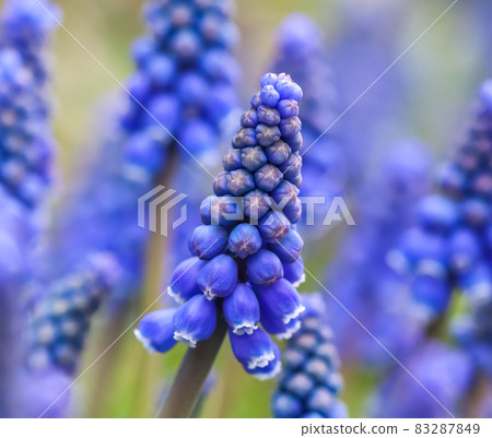 Blue buds flowers Muscari armeniacum or Grape Hyacinth Blue buds flowers Muscari armeniacum or Grape Hyacinth 83287849