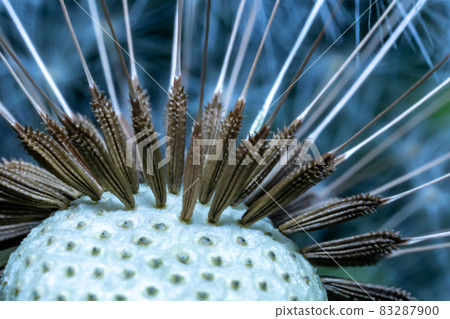 Shot in the heart magnified dandelion arrow-like pins 83287900