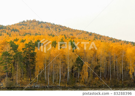Yellow spruce trees on a mountainside near Lake Turgoyak. Golden autumn in the city of Miass Yellow spruce trees on a mountainside near Lake Turgoyak. Golden autumn in the city of Miass 83288396