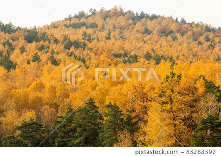 Yellow spruce trees on a mountainside near Lake Turgoyak. Golden autumn in the city of Miass Yellow spruce trees on a mountainside near Lake Turgoyak. Golden autumn in the city of Miass 83288397