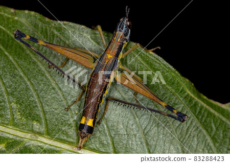 Female Monkey Grasshopper Nymph 83288423