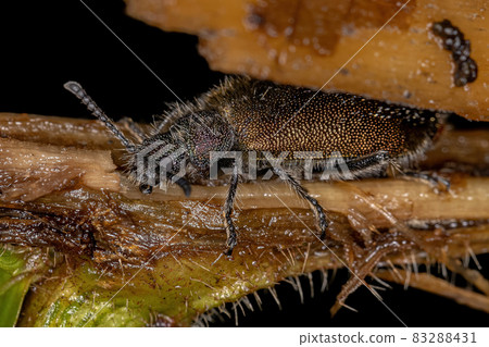 Adult Long-jointed Beetle 83288431