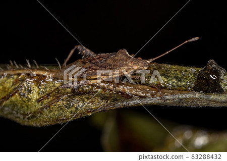 Adult Scentless Plant Bug 83288432