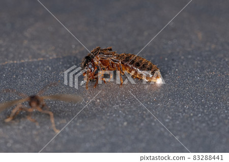 Adult Termite Insect 83288441