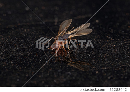 Small Adult Fungus-growing Ants 83288442