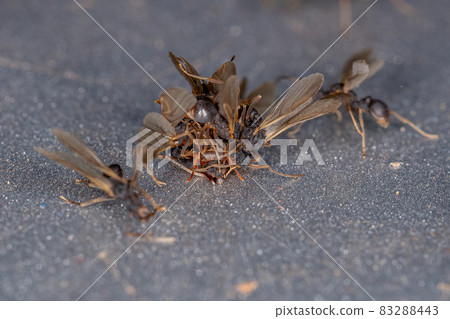 Small Adult Fungus-growing Ants Small Adult Fungus-growing Ants 83288443