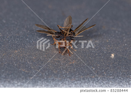 Small Adult Fungus-growing Ants Small Adult Fungus-growing Ants 83288444