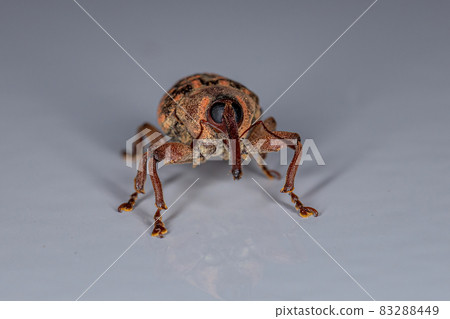 Adult True Weevil 83288449