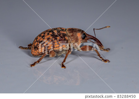 Adult True Weevil 83288450
