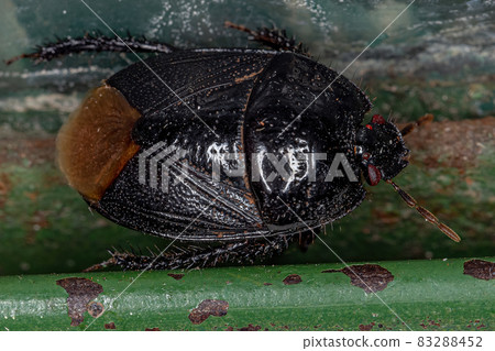 Adult Burrowing Bug Adult Burrowing Bug 83288452