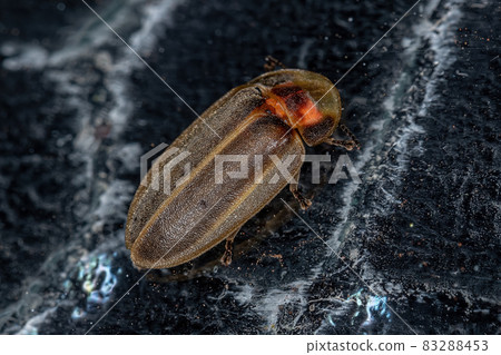 Adult Firefly Beetle 83288453